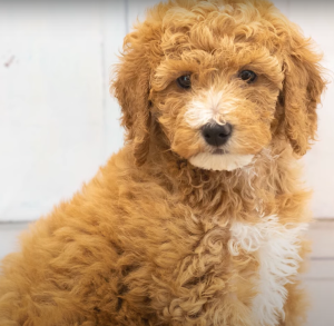 Golden Doodle Puppies - The Cuddle Buddy in Irvine CA